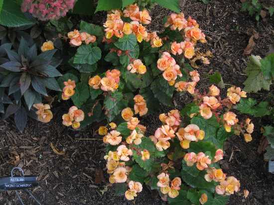 begonias