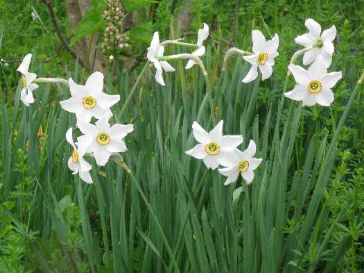 daff poeticus