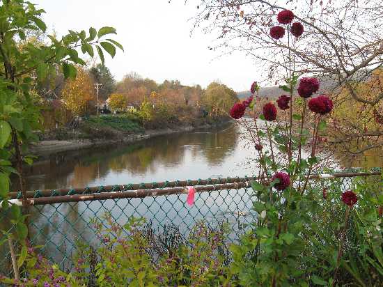 dahlias & river 10-24