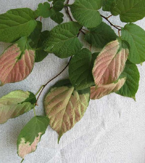 hardy kiwi foliage