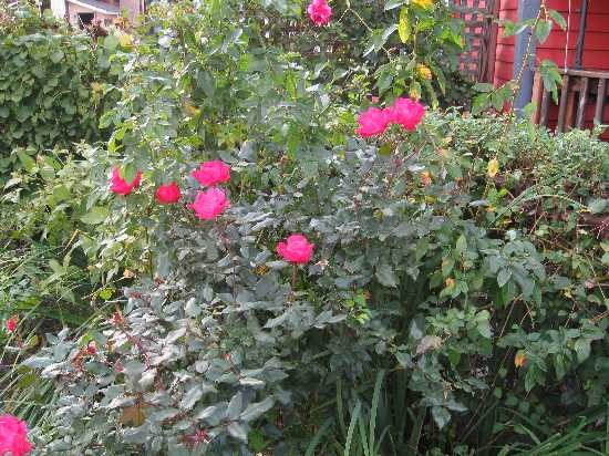 roses 10-24