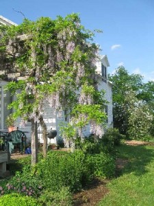 wisteria 5-27