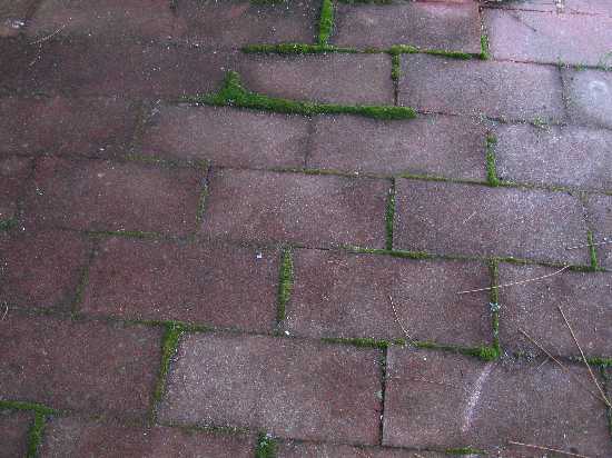 moss garden