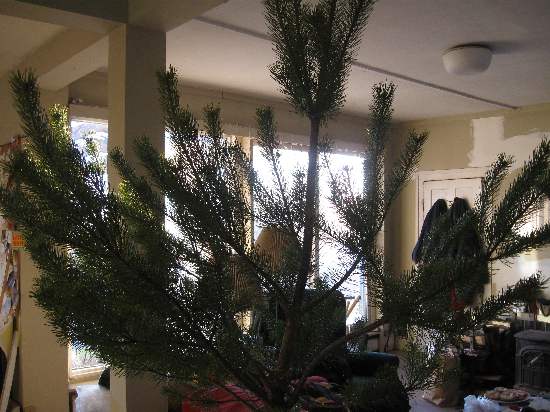 Xmas tree plain