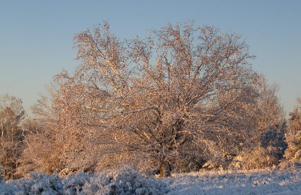 birch yellow 10-18-11