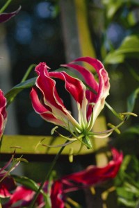 Gloriosa superba 'Rothchindiana'