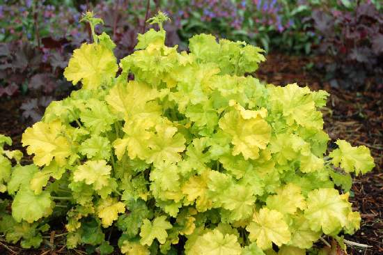 Heuchera 'Lime Ricky' - Photo