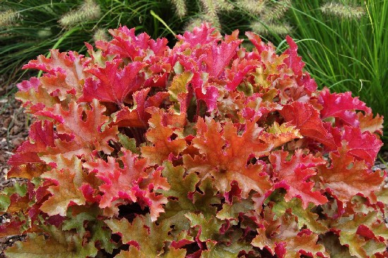Geranium and Heuchera: Plants of the Year