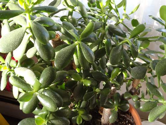 jade tree