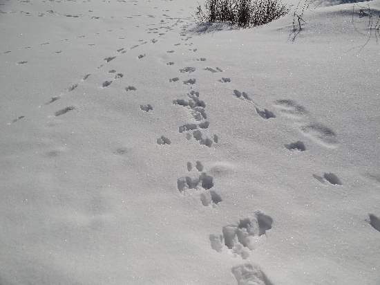 rabbit tracks 1-22
