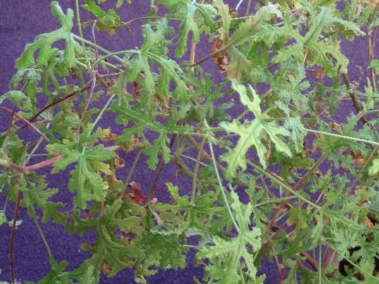 scented geranium rose Scented geranium rose