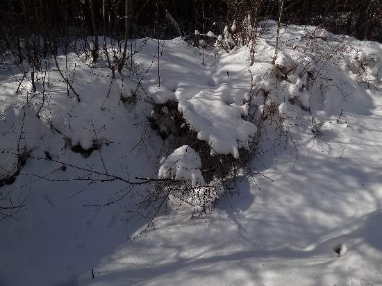 snowy roadside