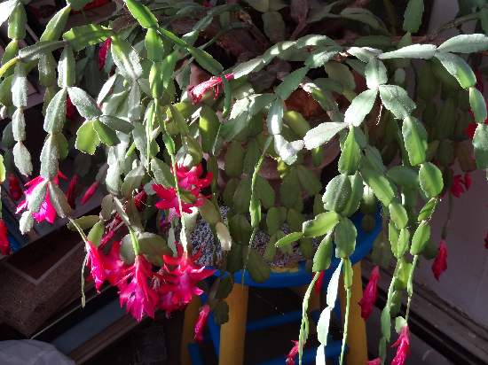 xmas cactus