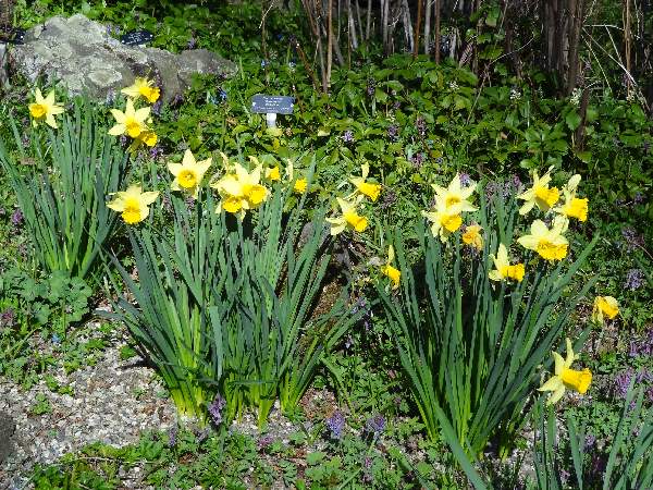 February Gold narcissus