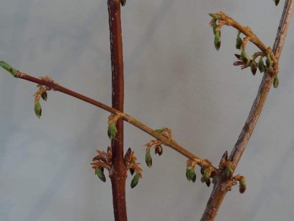 forsythia 2-16