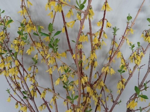 forsythia 2-22