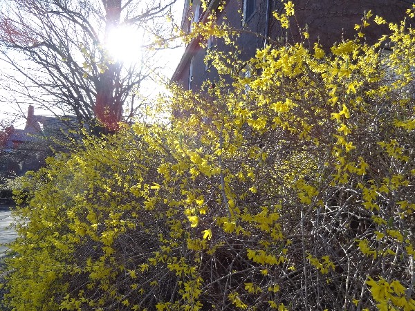 forsythia 3-27