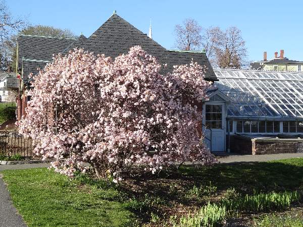 magnolia Lyman Plant House