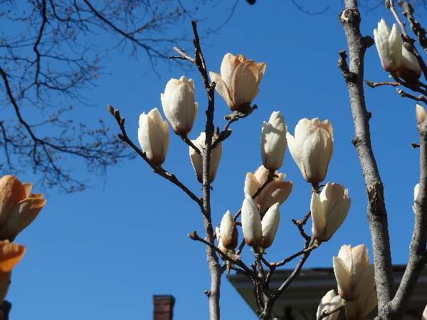 magnolia buds