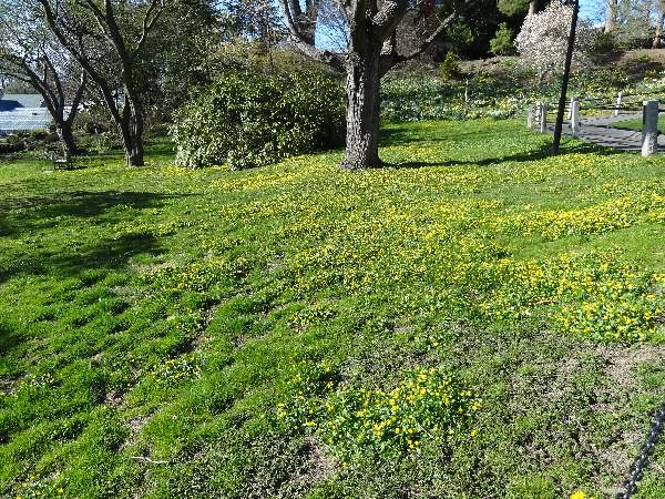 smith college lawn 3-27