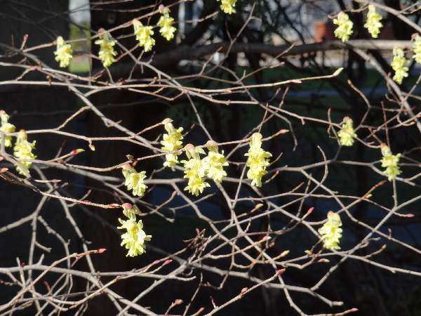winter hazel Corylopsis glabrescens