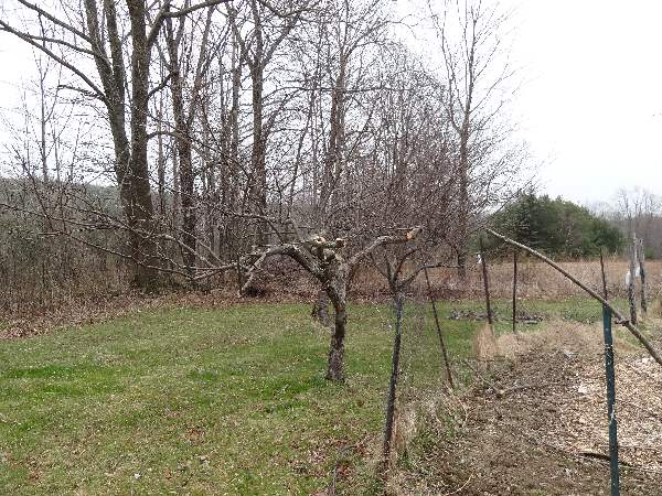 apple tree 4-9