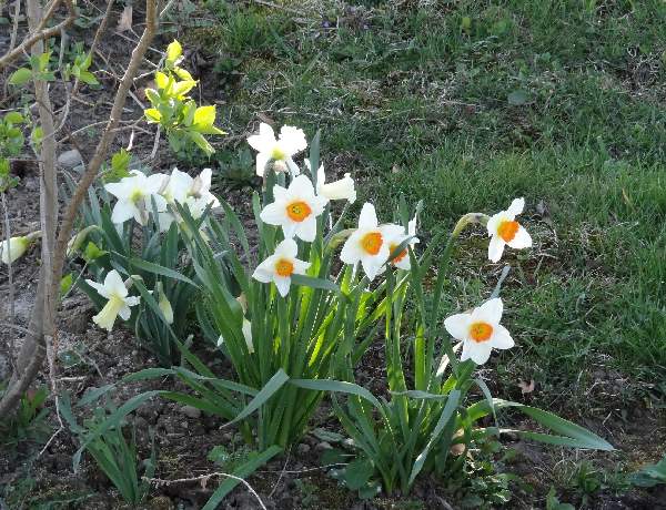 daffs 4-17