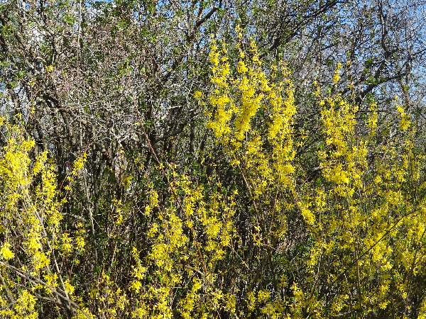 forsythia 4-17