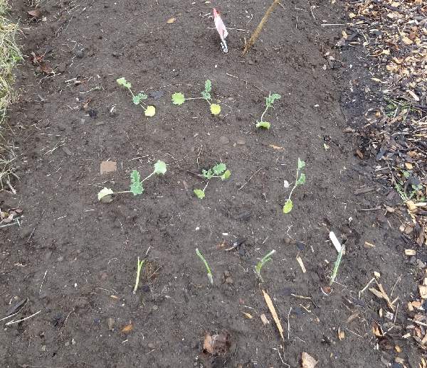 onions, kale and seeds