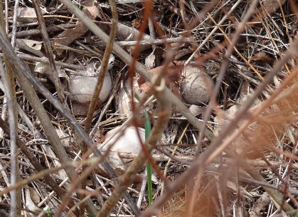 turkey nest
