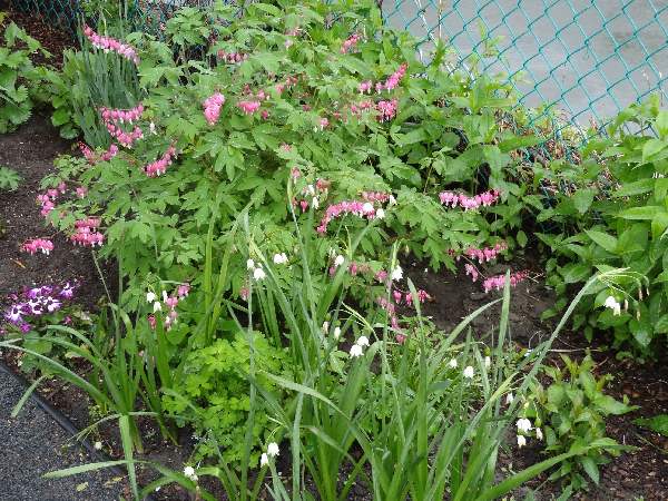 5-8 bleeding heart and snowflakes