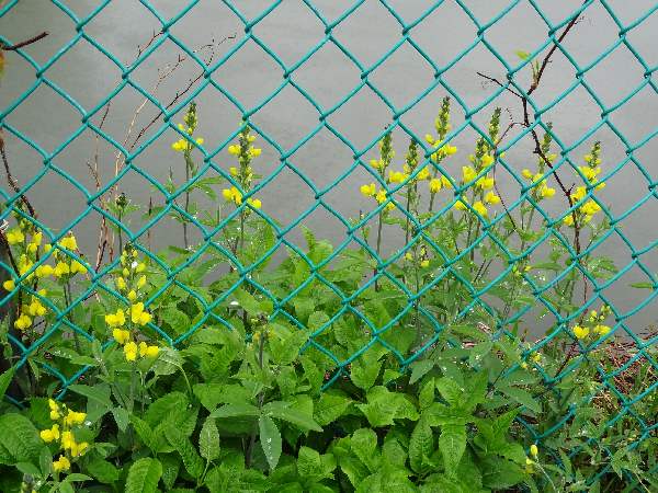 5-8 carolina lupine