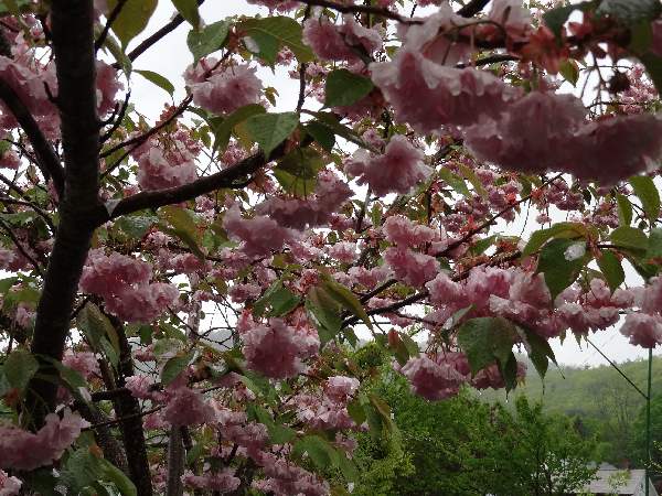 5-8 cherry blossoms