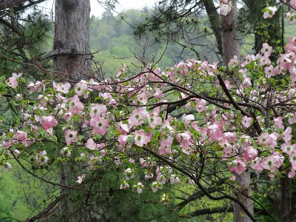 5-8 dogwood pink