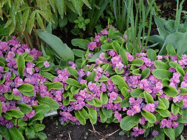 5-8 more primroses