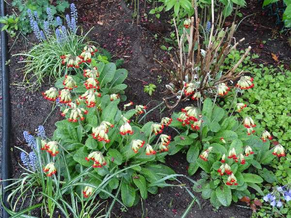 5-8 primroses