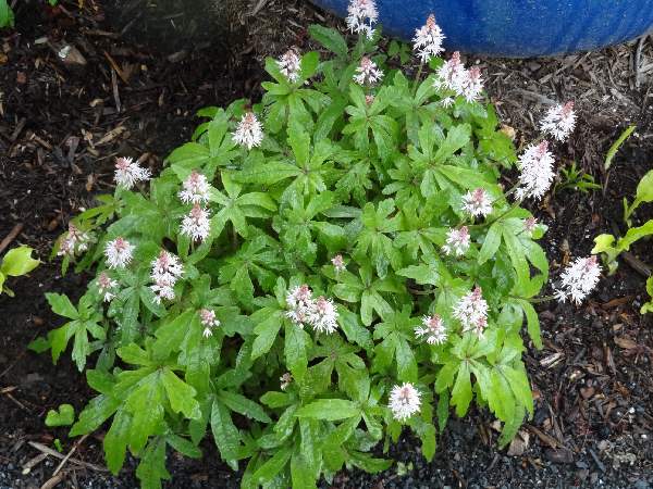 5-8 tiarella