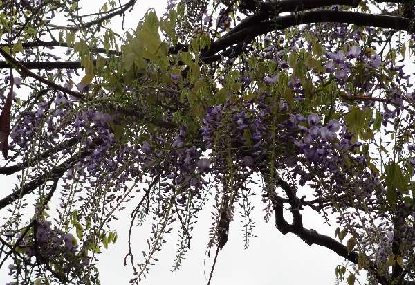 5-8 wisteria just beginning
