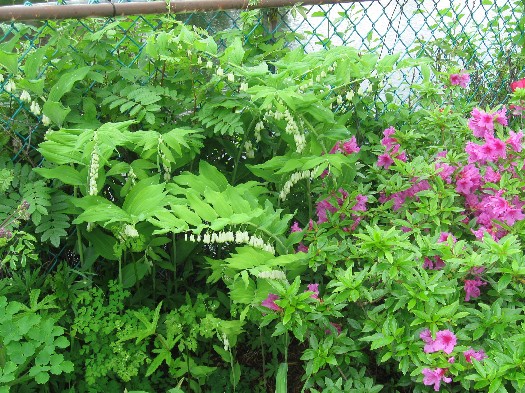 azalea & solomon's seal