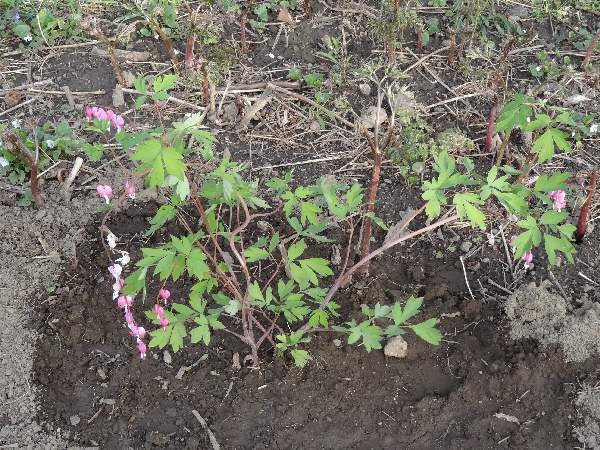 bleeding heart - new