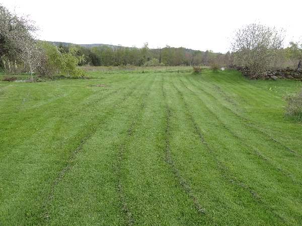mowed lawn 5-6