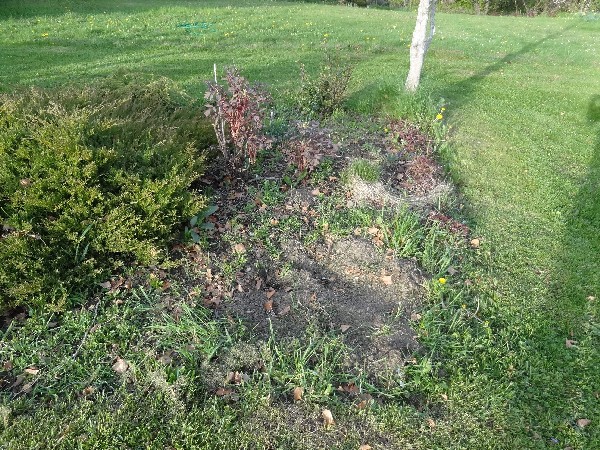 potentilla hole