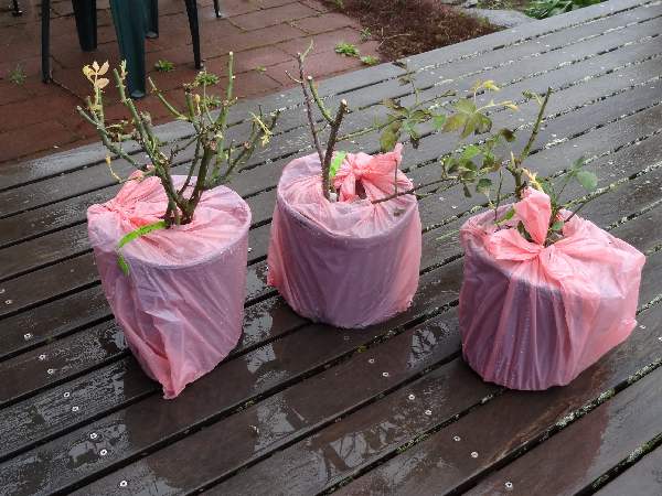roses newly arrived