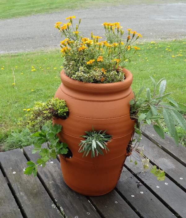 Herb Garden in a Strawberry Jar