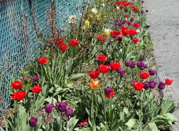 tulips bof 4-19-12