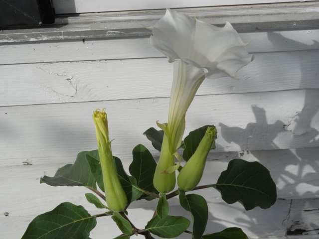 datura closeup