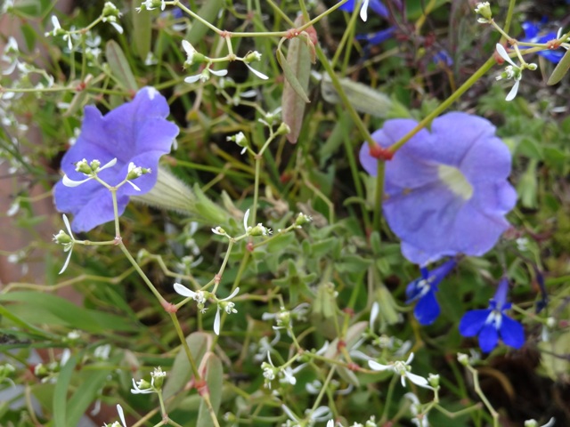 10-8-12 petunia, lobelia 'jack frost'