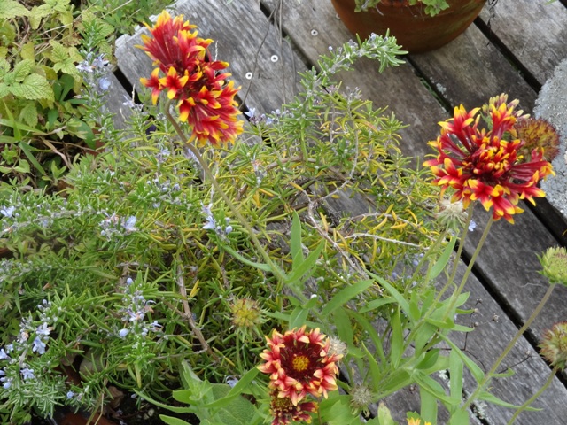 10-9-12 gazania and rosemary