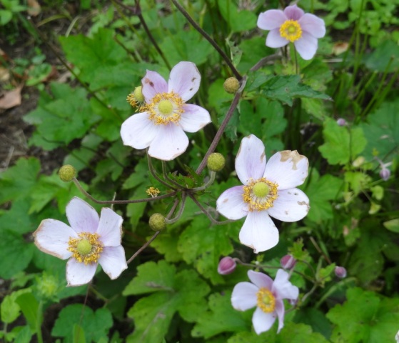 10-9-12 jap anemone