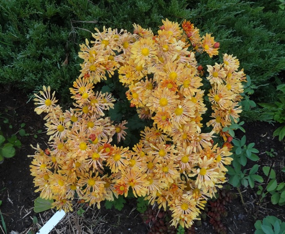 10-9-12 mum Starlet